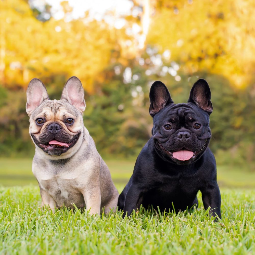 French Bulldogs and Heatstroke: