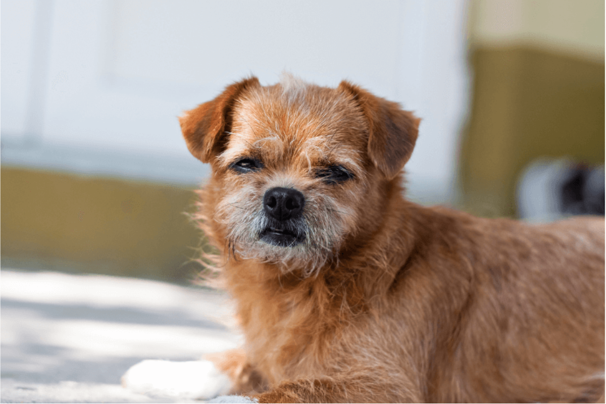 Is It Time for a Dog Stroller? 8 Signs Your Senior Dog Is Trying to Tell You Something