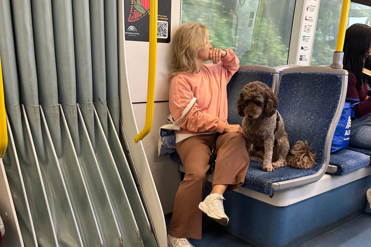 Can You Take a Dog Stroller on the Subway, Bus, or Plane in the US?