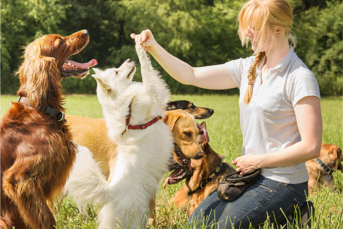 Why Trainers Recommend Strollers for Anxious and Reactive Dogs