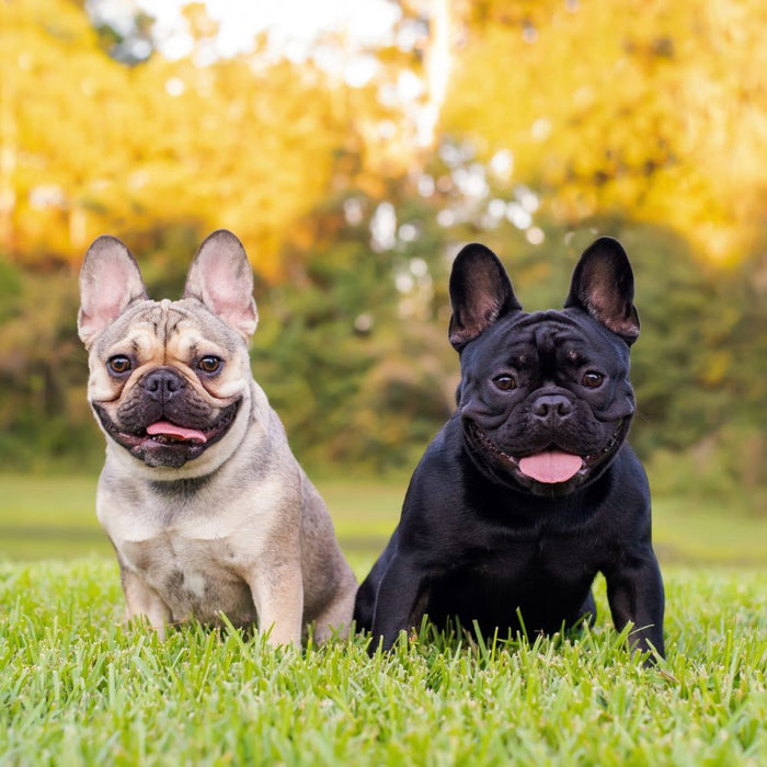 French Bulldogs and Heatstroke: