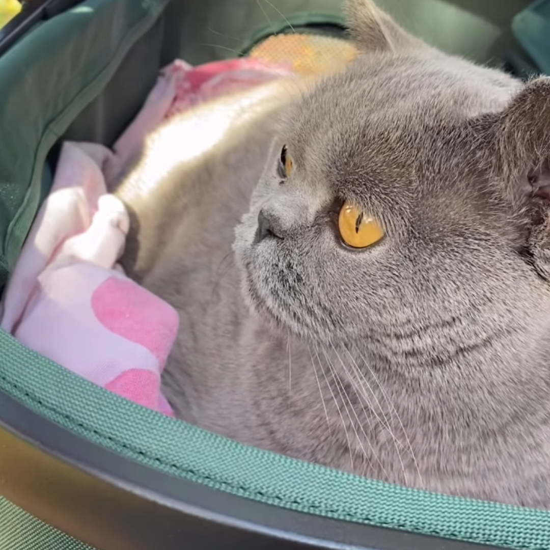 Furvelo Jogger Dog Pram